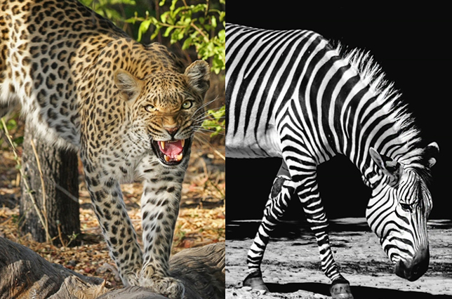 Left: A leopard with its mouth open. Right: A zebra walking.